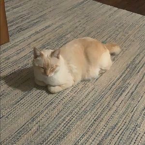 Meet your Posher, Jenny